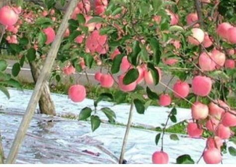 العرض 20-2300mm شجرة التفاح الزراعة العاكسة فيلم CPP المعدني