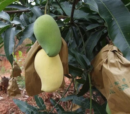 أكياس المانجو للماء تغطي الفاكهة حقيبة حماية للتسويق سري لانكا