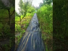 PP مع الشعاع فوق البنفسجي عالية الشفافية السجادة السوداء والخضراء مكافحة الأعشاب الضارة النسيج الزراعي