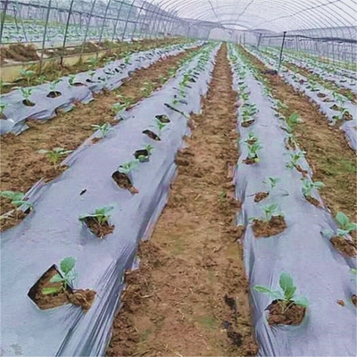 الزراعة غطاء العشب العشبي لتحسين درجة حرارة التربة والاحتفاظ بالرطوبة V6